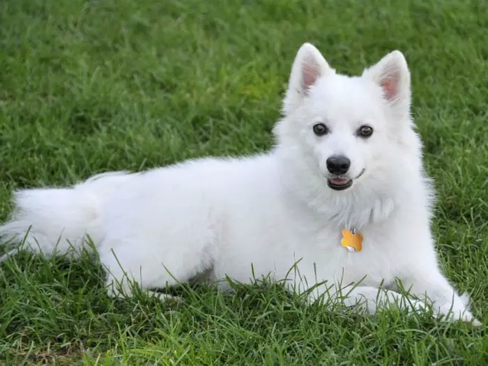 Behavior of American Eskimo Dog