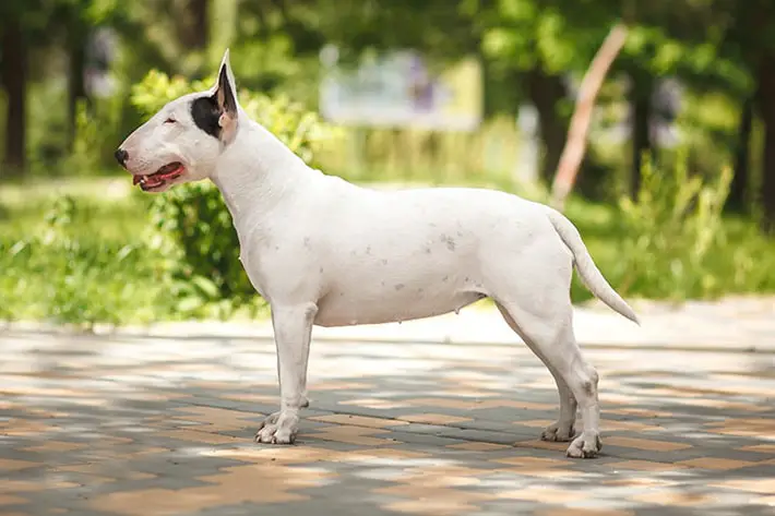 Bull Terrier