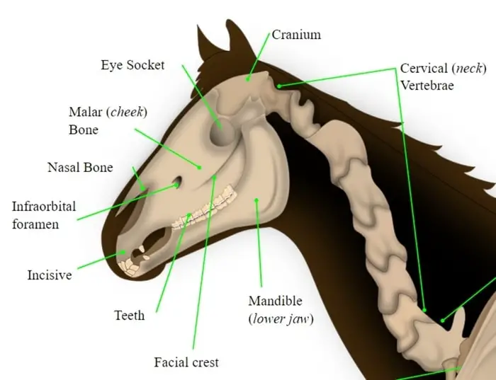 Causes of Horse Nosebleed