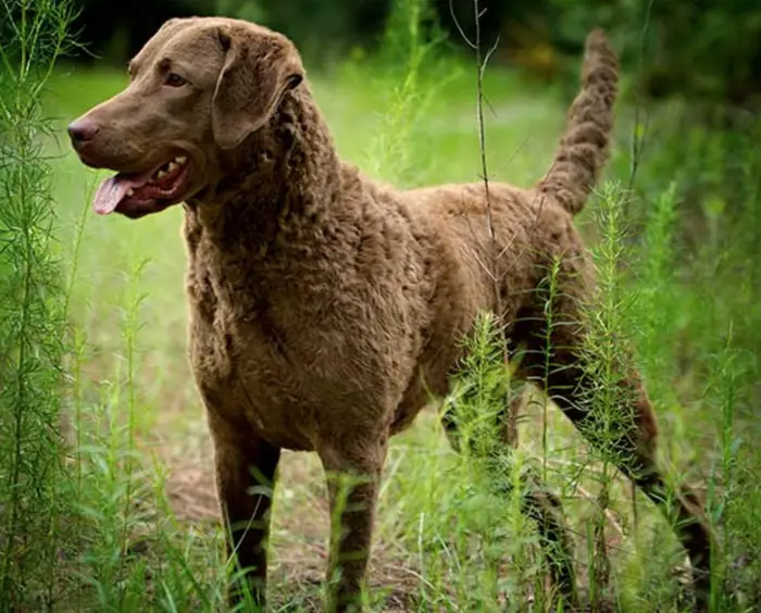 Chesapeake Bay Retriever