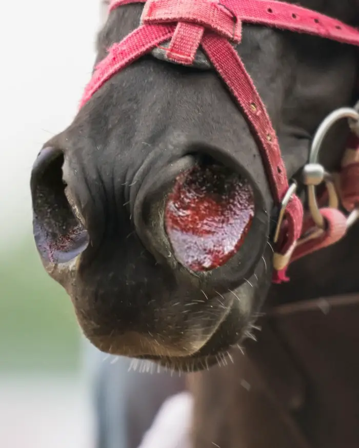 Clinical Signs of Equine Nosebleeds