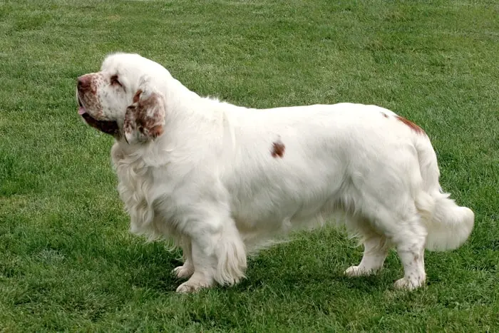 Clumber Spaniel