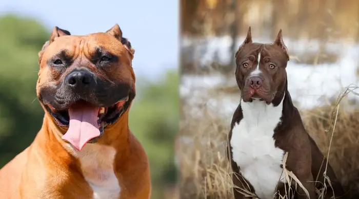 Colors of American Pit Bull Terrier