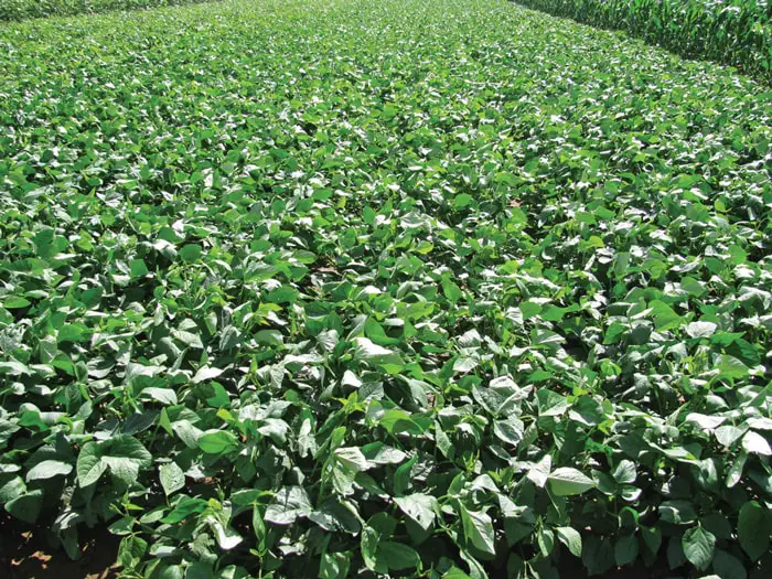 Cow Pea Fodder