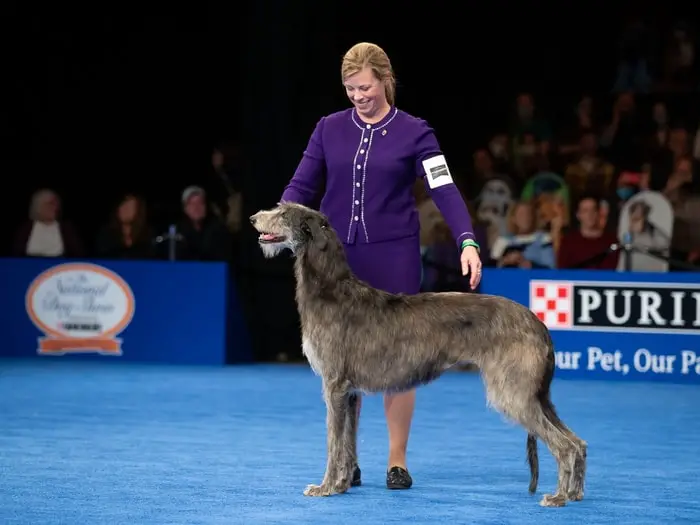 Deerhound