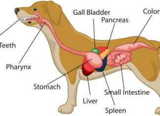 Digestive System of Dog