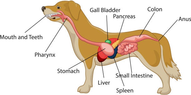 Digestive System of Dog