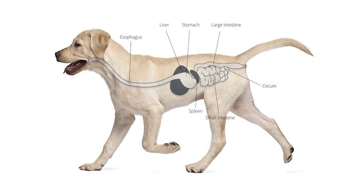 Dog Digestive System