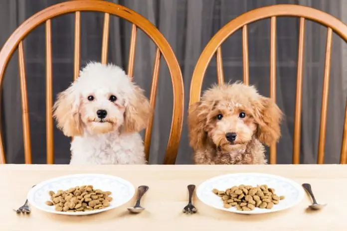 Dog Food for Weight Loss