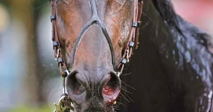 Epistaxis in Horse