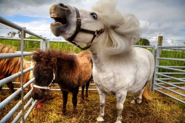 Equine Headshaking