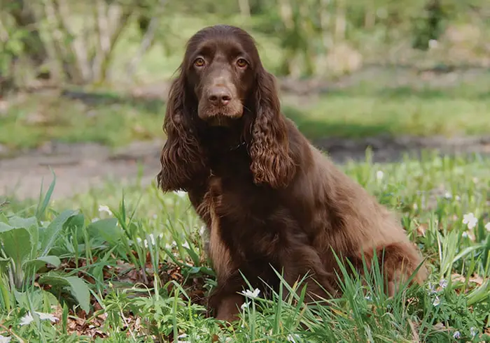 Field Spaniel