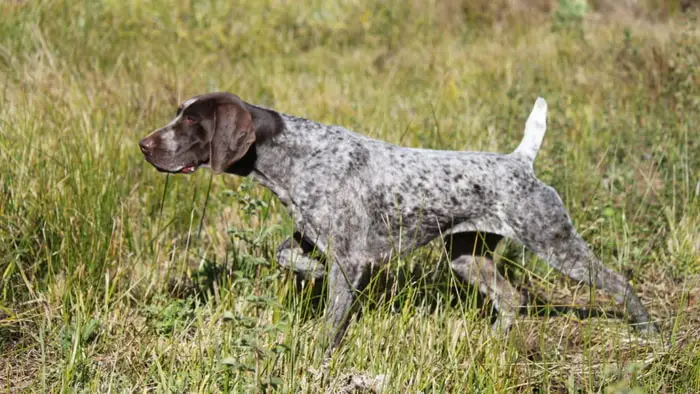 German Short Haired Pointer