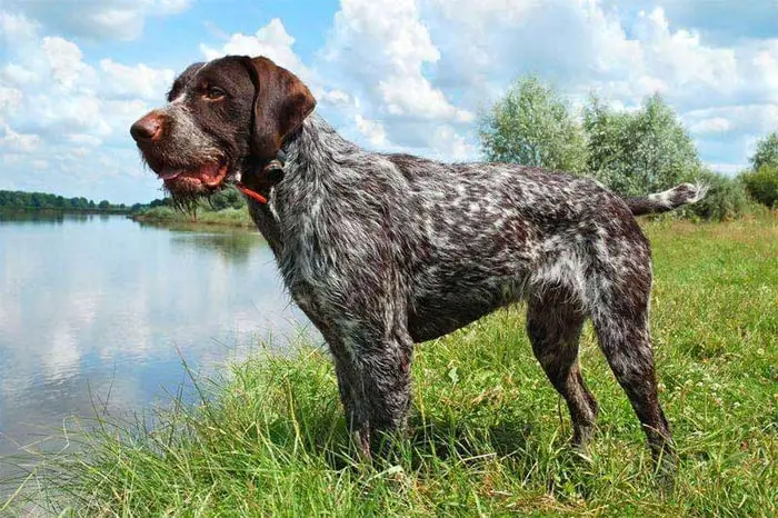 German Wire-haired Pointer