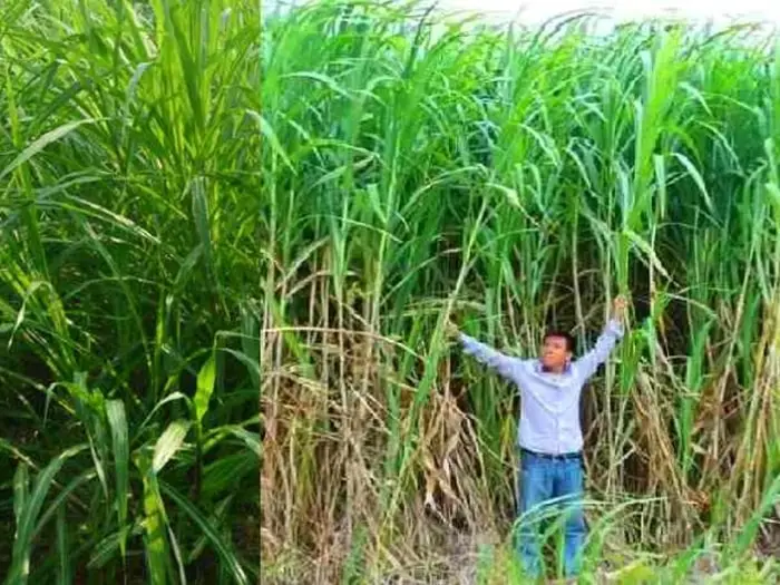 Giant Napier Grass