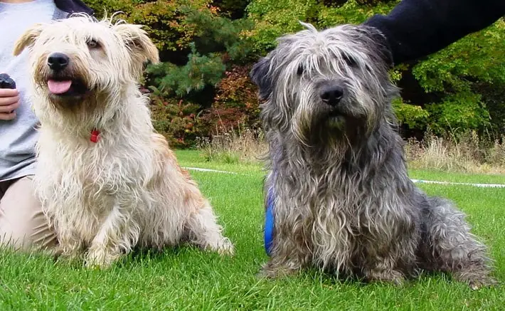 Glen Of Imaal Terrier