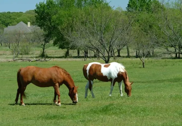 Grazing and Digestion of Grass