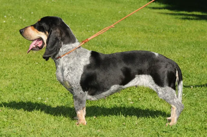 Great Gascony Blue Hound