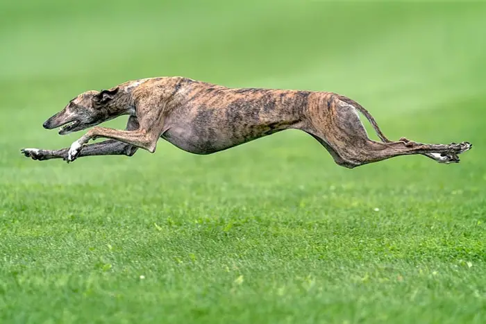 Greyhound