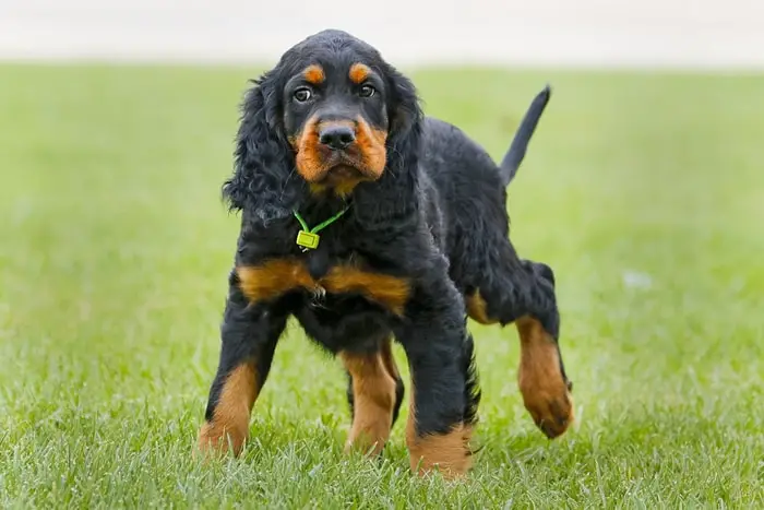 Gun Dog Breed Gordon Setter