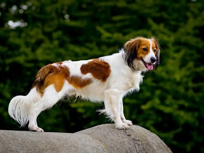 Gun Dog Breeds Kooikerhondje