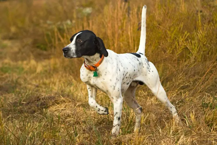 Gun Dog Breeds Pointer