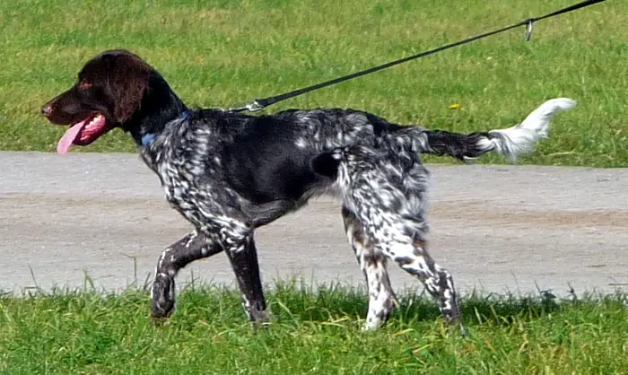 Gun Dog Munsterlander