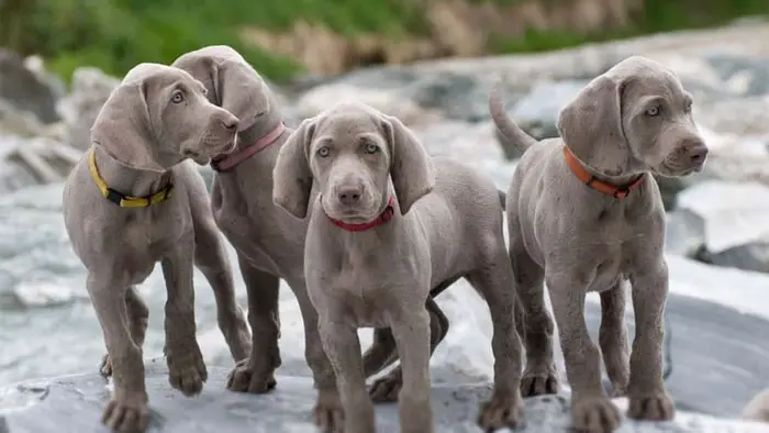 Gun Dog Weimaraner