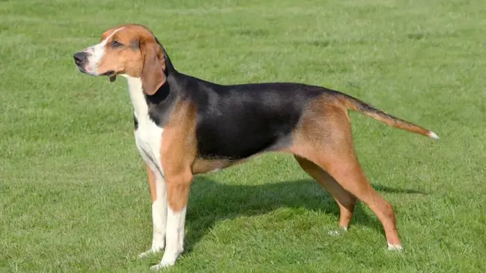 Hamiltonstovare Hound