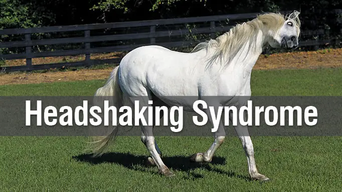 Headshaking Syndrome in Equine