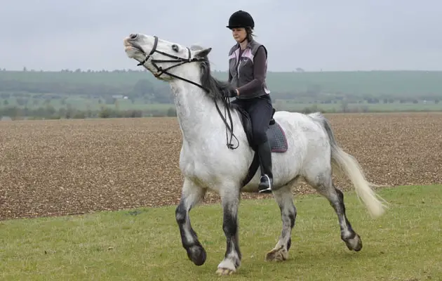 Headshaking in horses