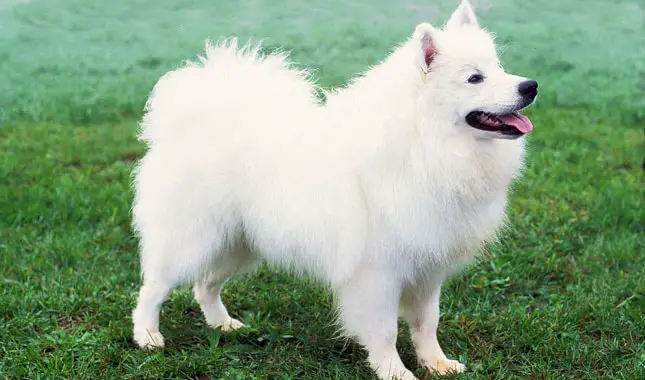 Height and Weight of Eskimo Dog
