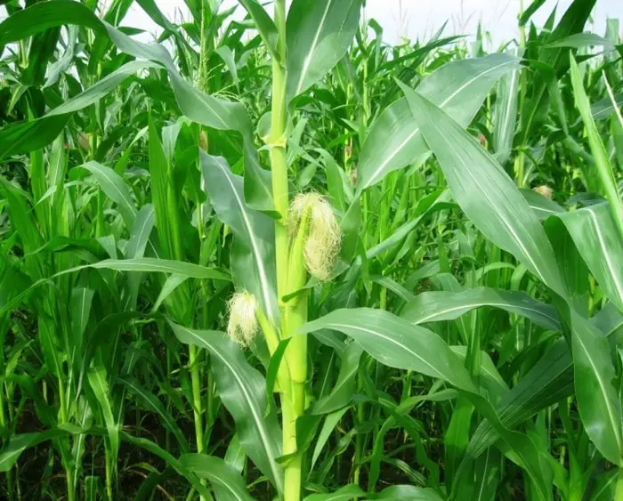 Horse Grass Maize