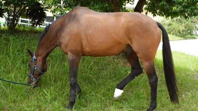 Horse Locking Stifle
