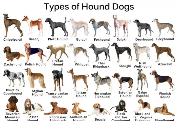 Hound Dog Breeds