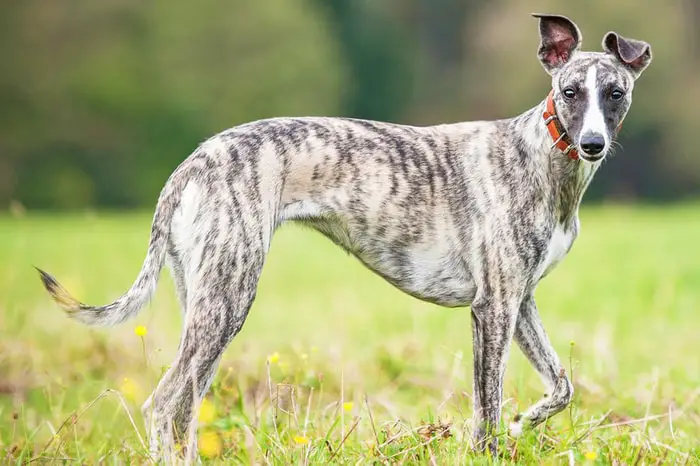 Hound Dog Breeds- Whippet