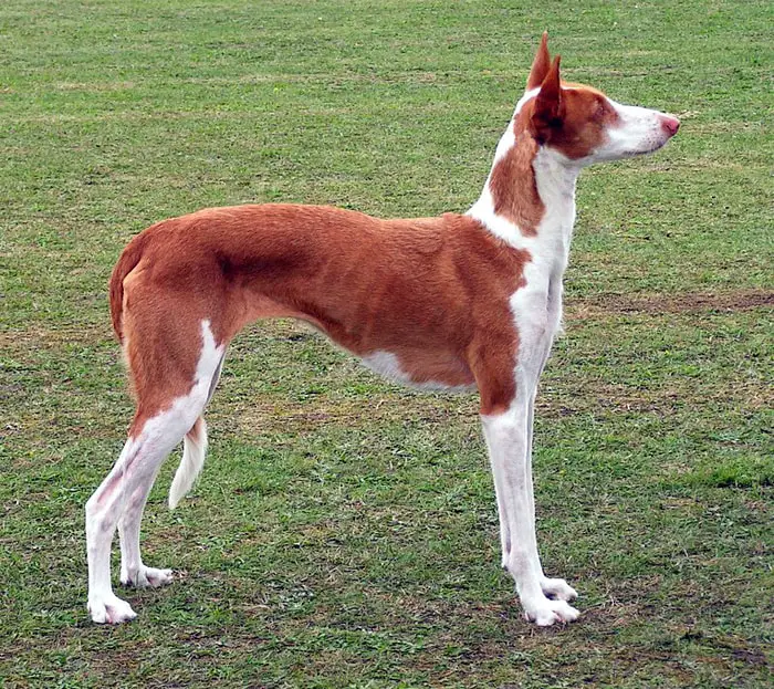 Ibizan Hound