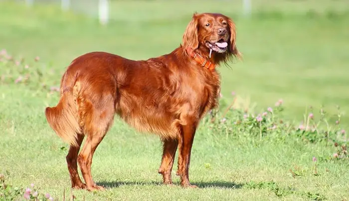 Irish Setter