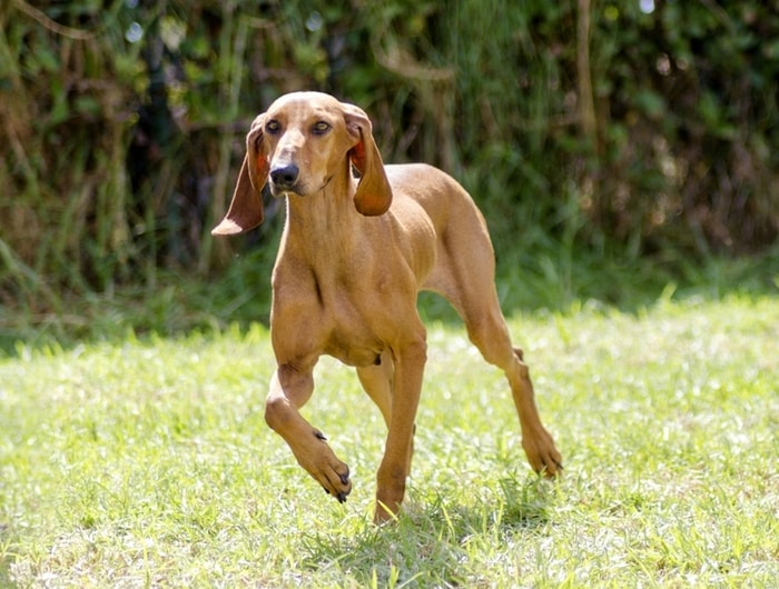 Italian Segugio hound