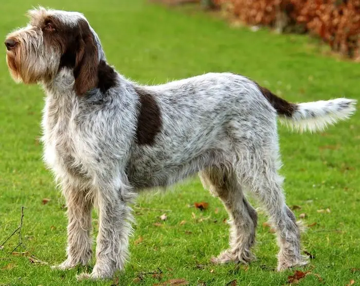 Italian Spinone