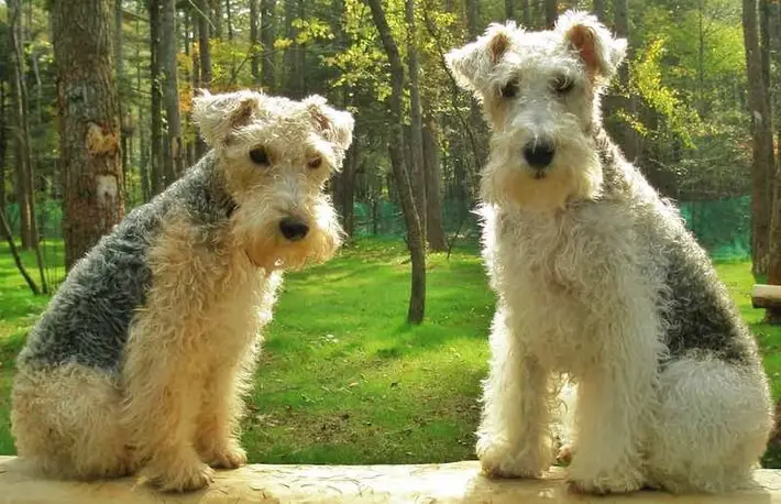 Lakeland Terrier