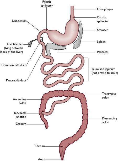 Large Intestine of Dog