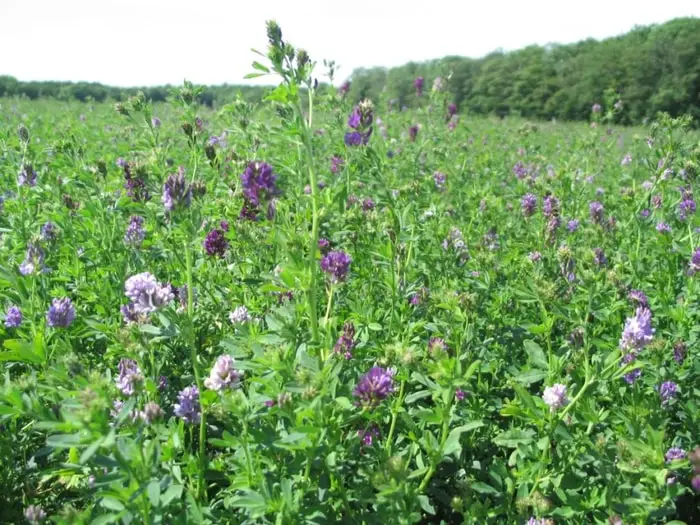 Lucerne or Alfalfa