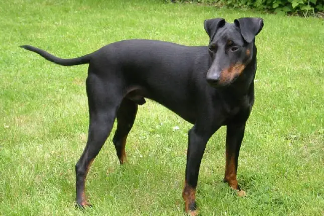 Manchester Terrier