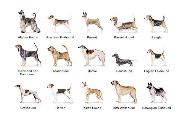 Most Common Hound Dog Breeds
