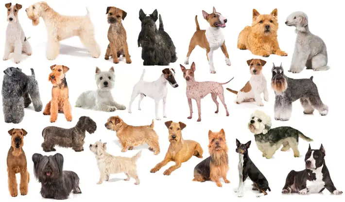 How Many Terrier Breeds Are There