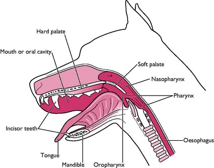 Mouth of Dog