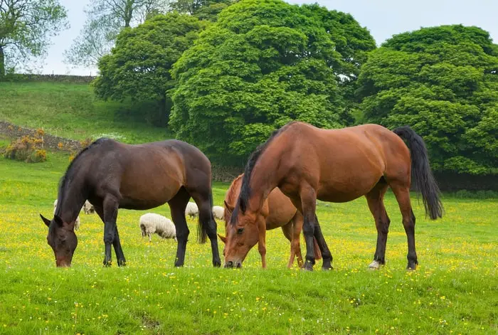 Necessity of Grass in Equines