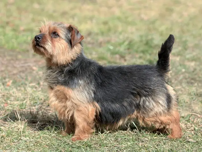 Norfolk Terrier