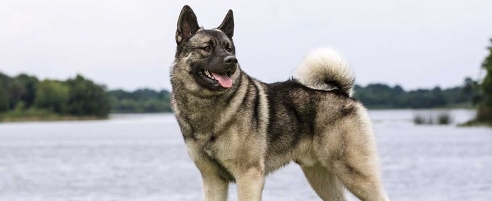 Norwegian Elkhound Dog